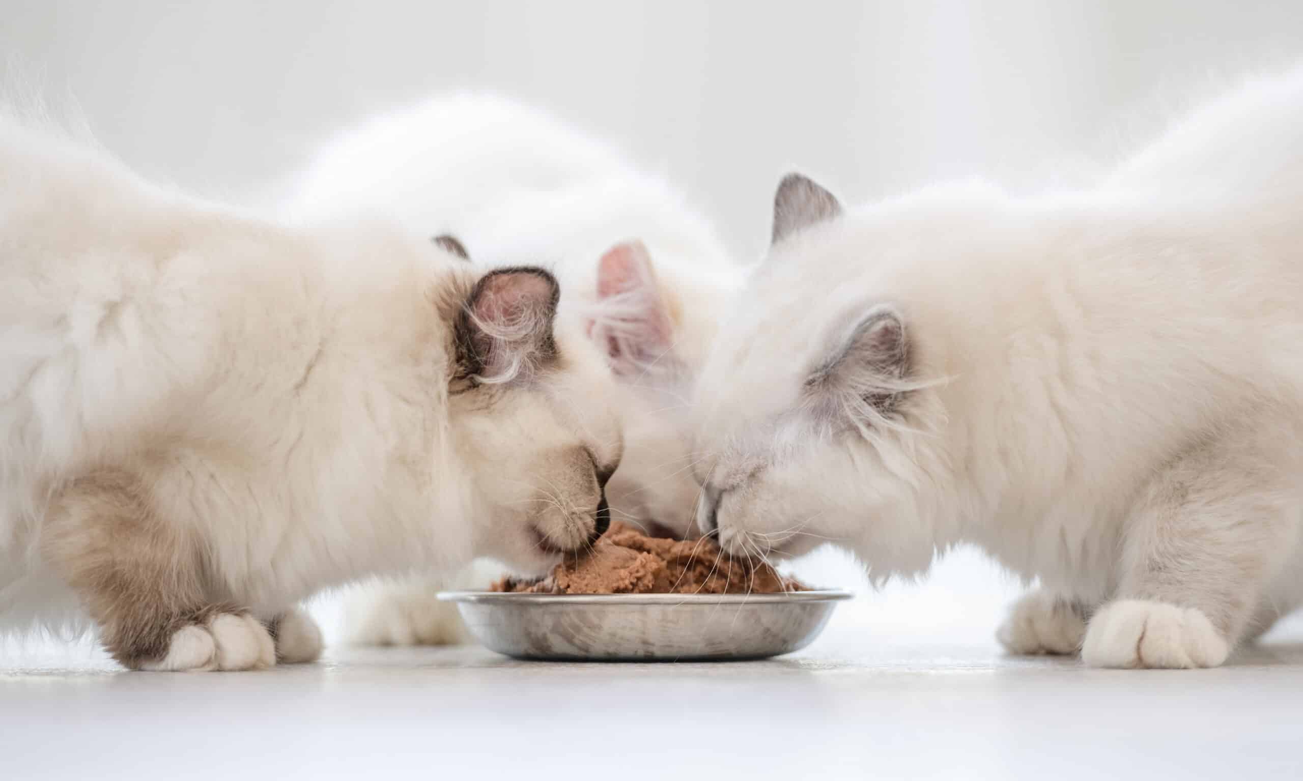Ragdoll Kitten Diet
