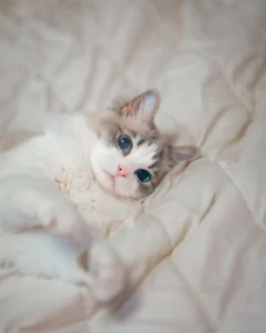 Choose Ragdoll Kitten
