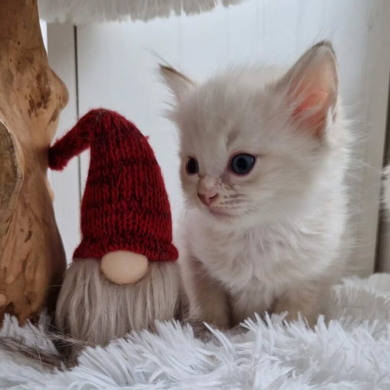 best place to adopt Ragdoll kittens